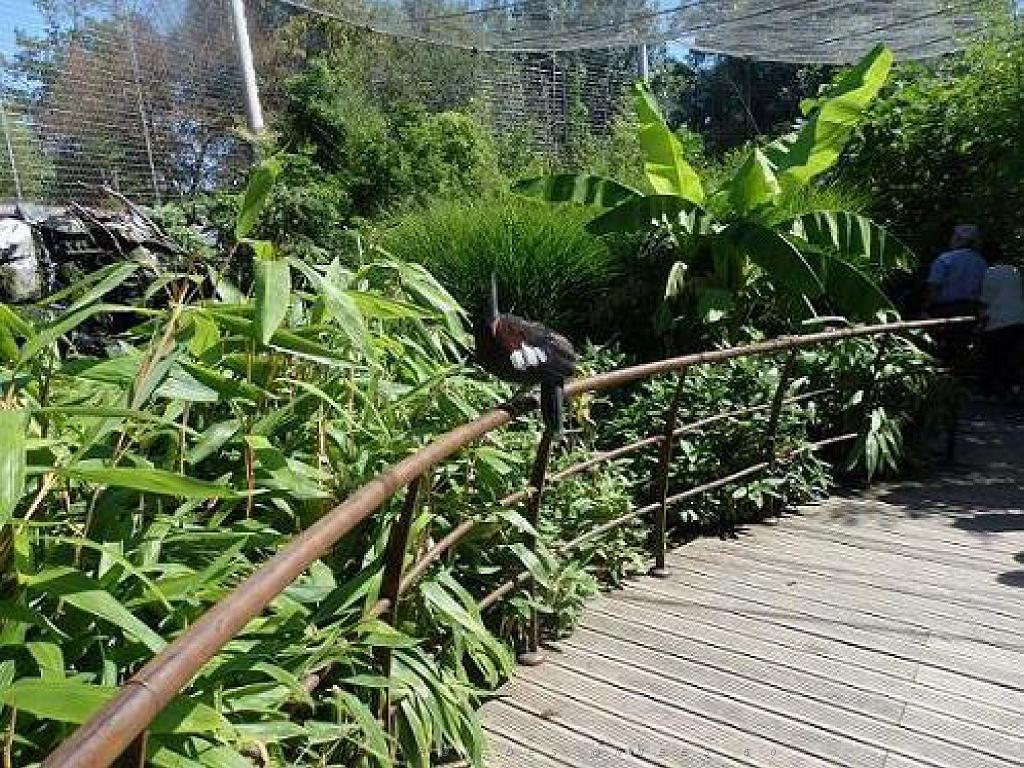 101PARC AUX OISEAUX DANS L AIN 2016 2_000025.jpg